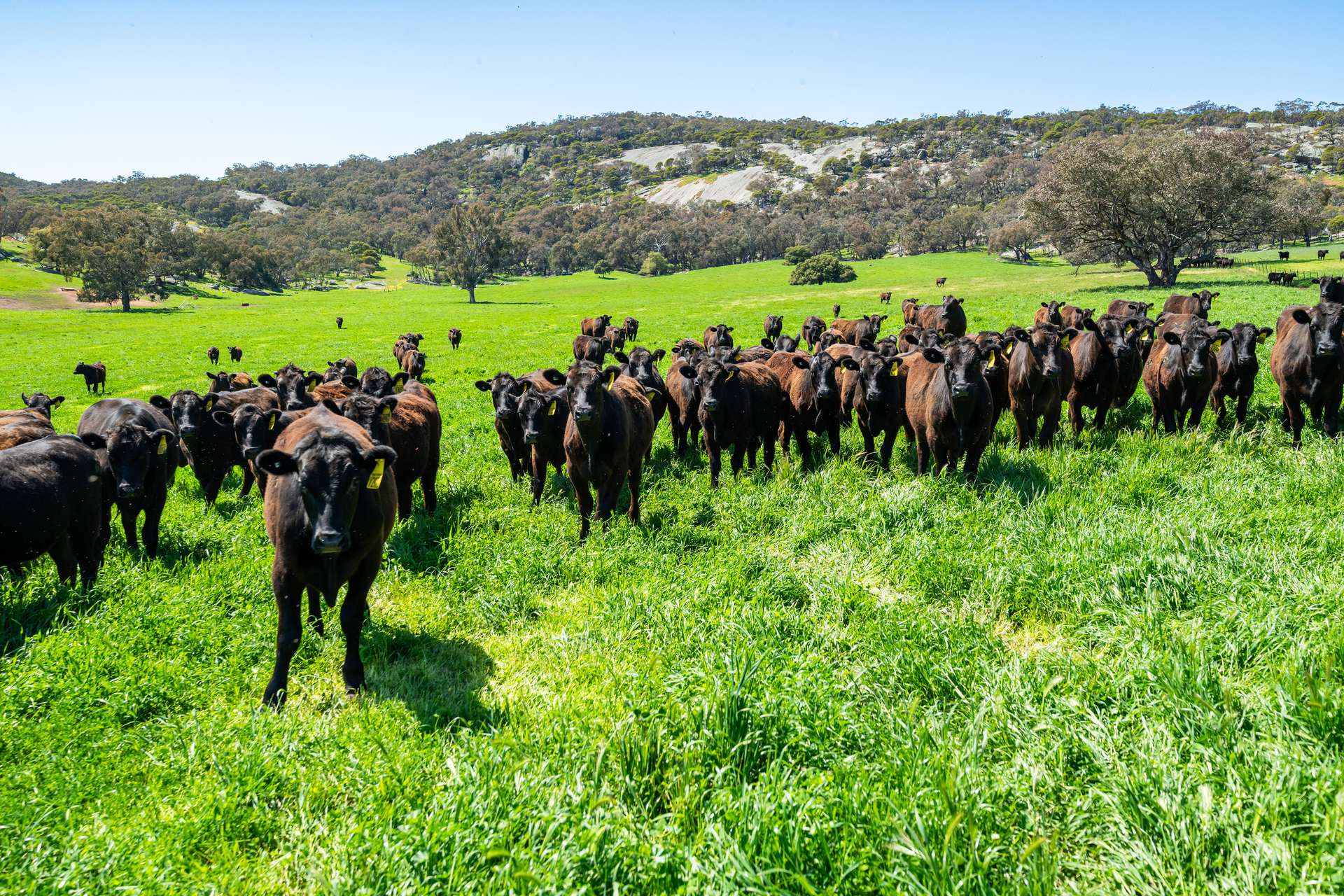 cattle property for sale NSW