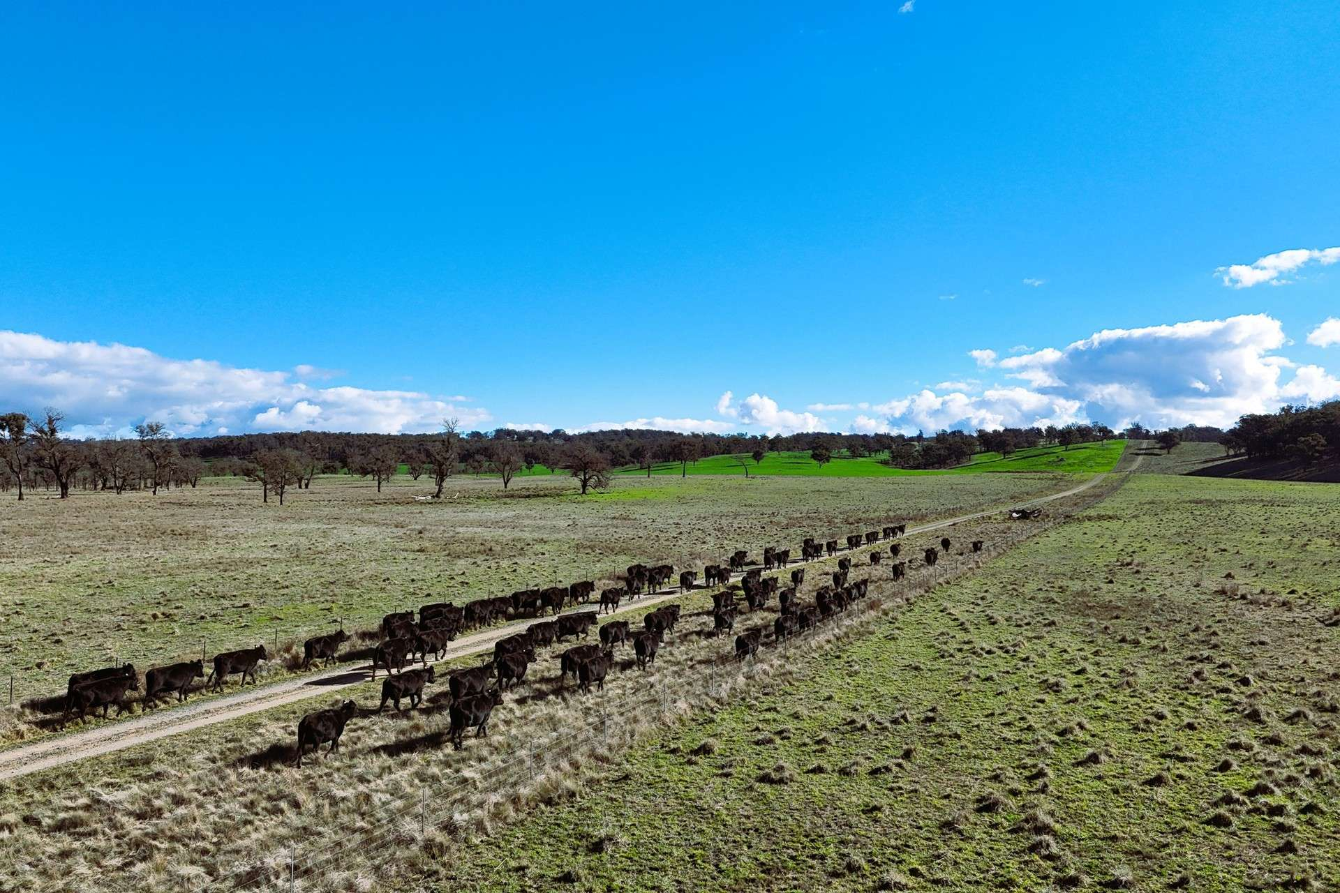 cattle property for sale NSW