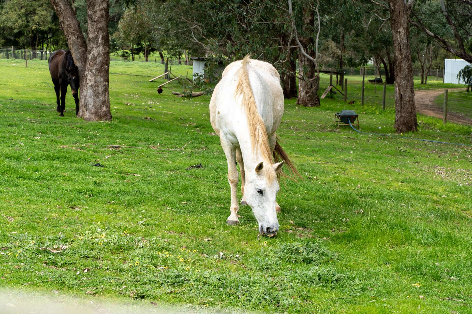rural property for sale WA
