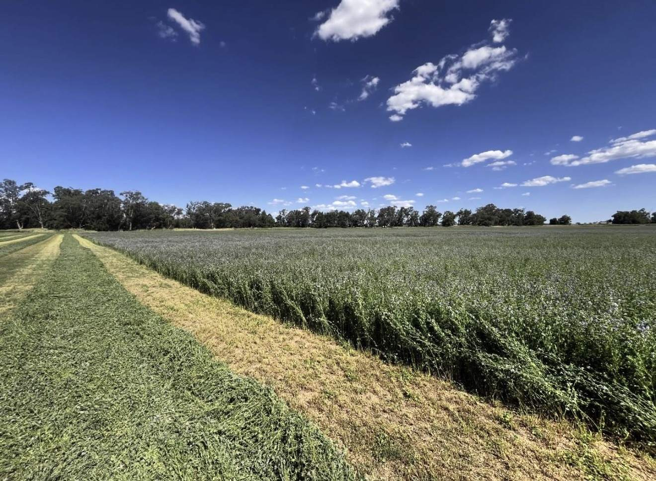 farm for sale NSW 