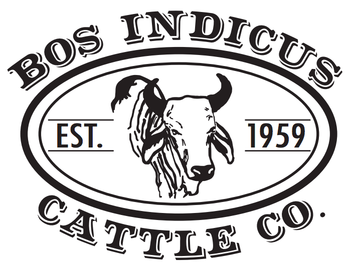 Bos Indicus Cattle Co Logo