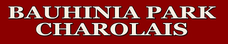 Bauhinia Park Charolais Logo