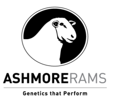 Ashmore Rams Logo
