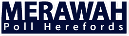 Merawah Poll Herefords Logo