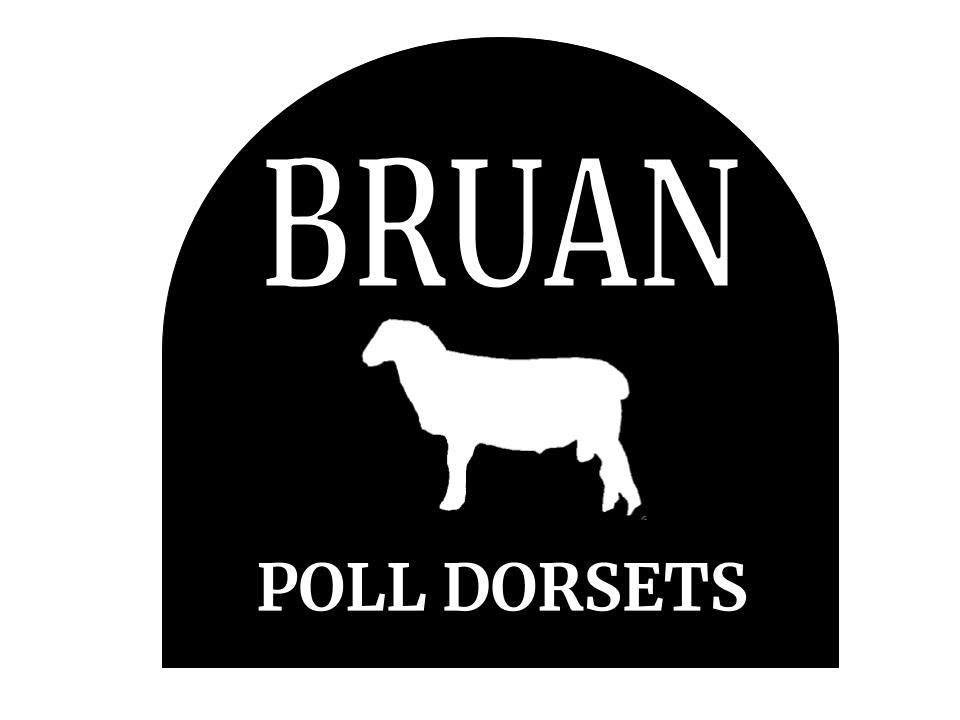 Bruan Poll Dorset Logo