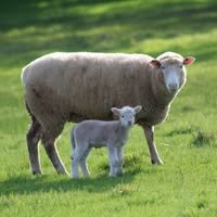 Bernalta Texel Stud Logo