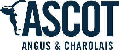 Ascot Charolais Logo