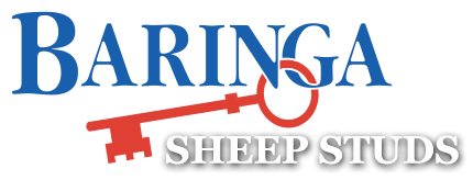 Baringa Sheep Studs Logo