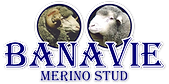 Banavie Merino Stud Logo