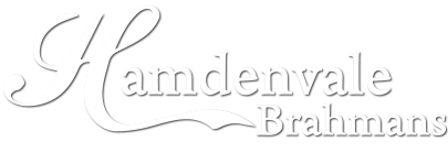 Hamdenvale Brahmans Logo