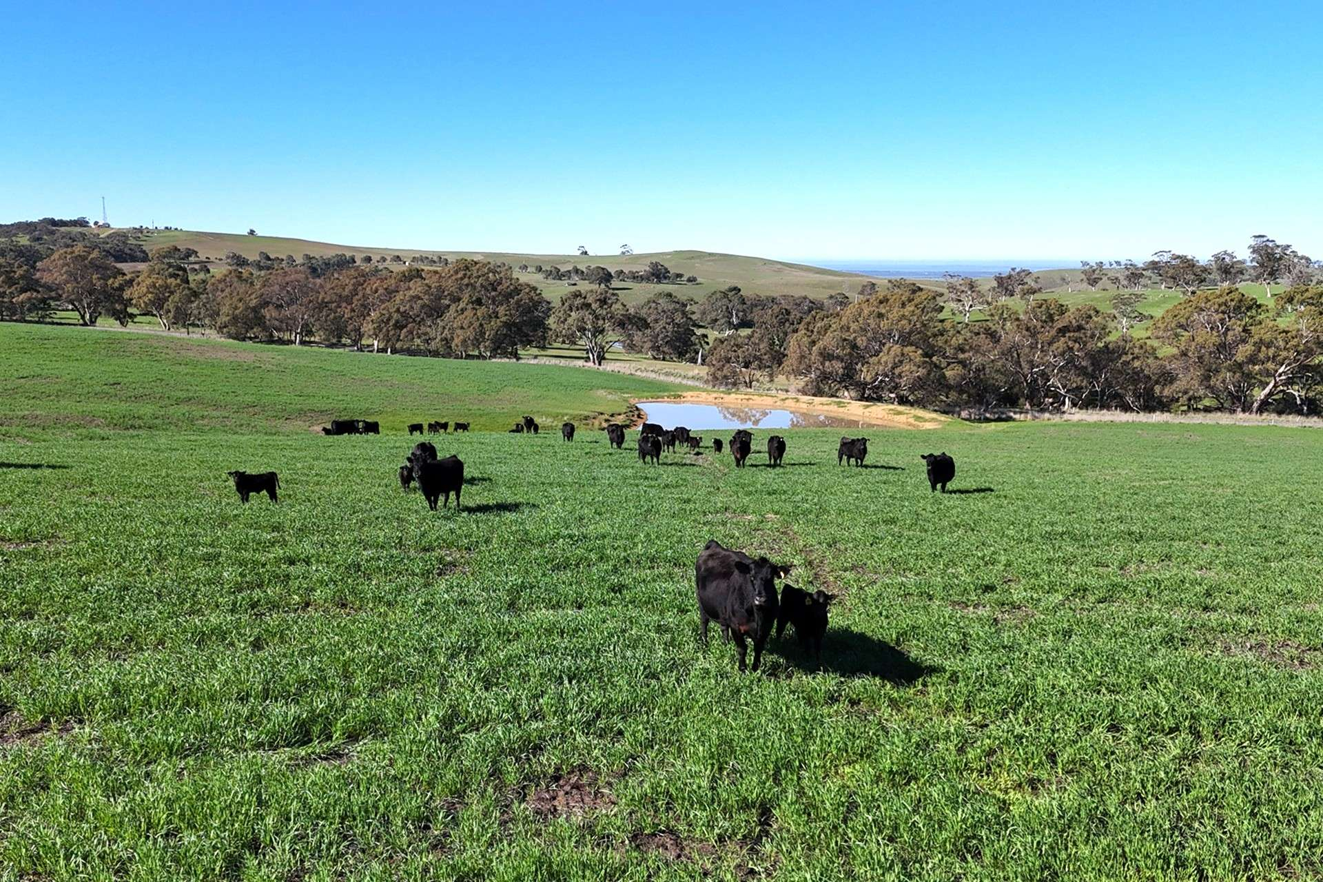 cattle property for sale SA