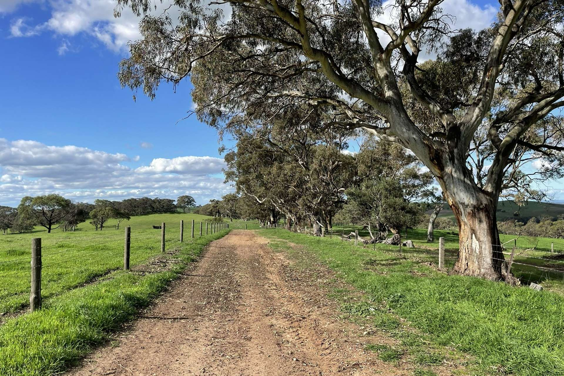 cattle property for sale SA