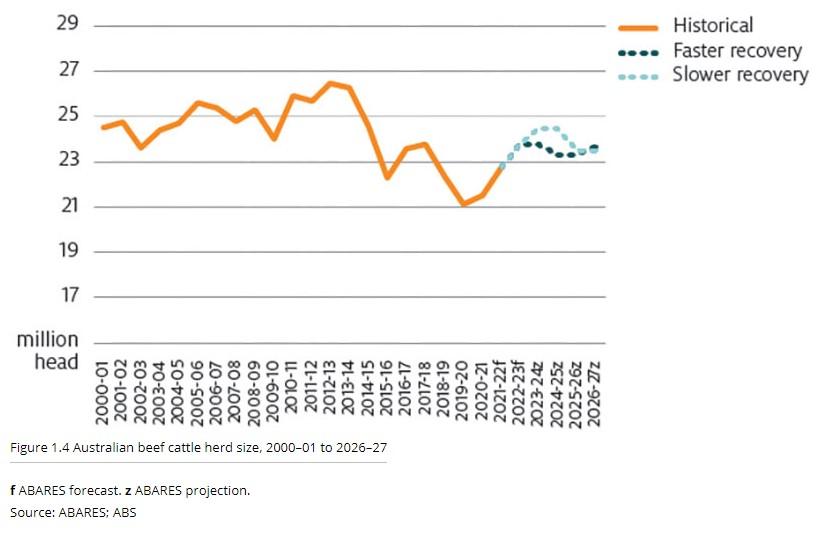 Cattle Sales Australia