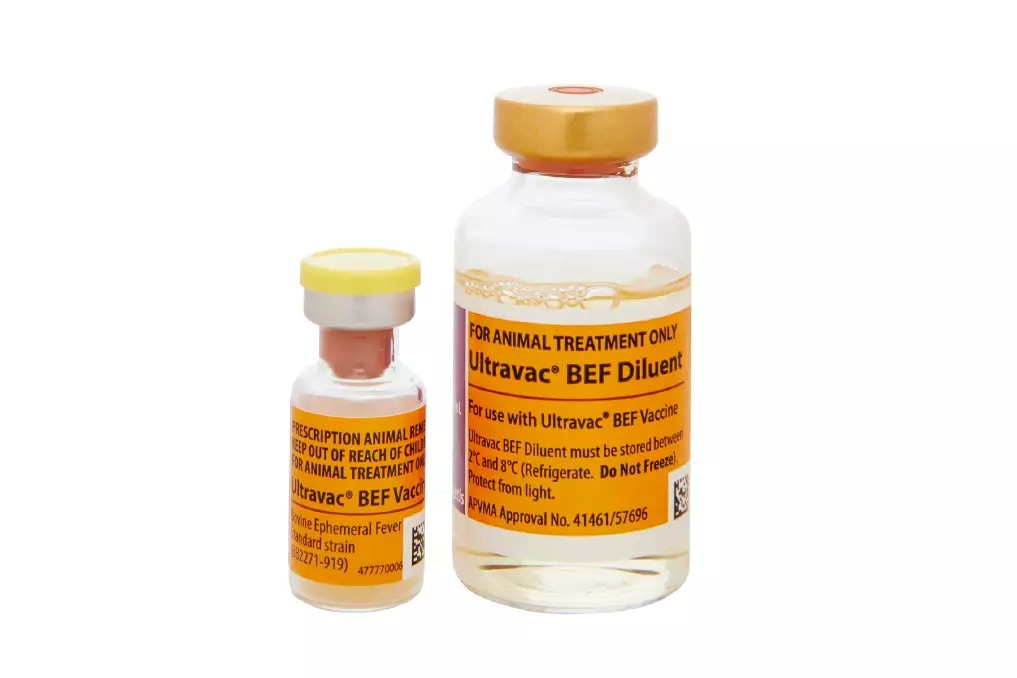 Early vaccination means your herd is protected before the first biting insects appear, reducing the risk of costly outbreaks. Picture supplied