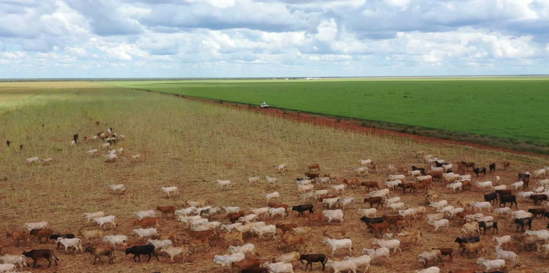 cattle property for sale NT