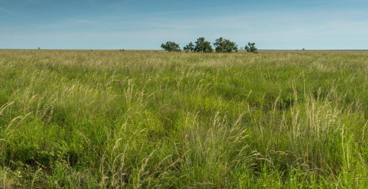 Cattle Station For Sale Northern Territory