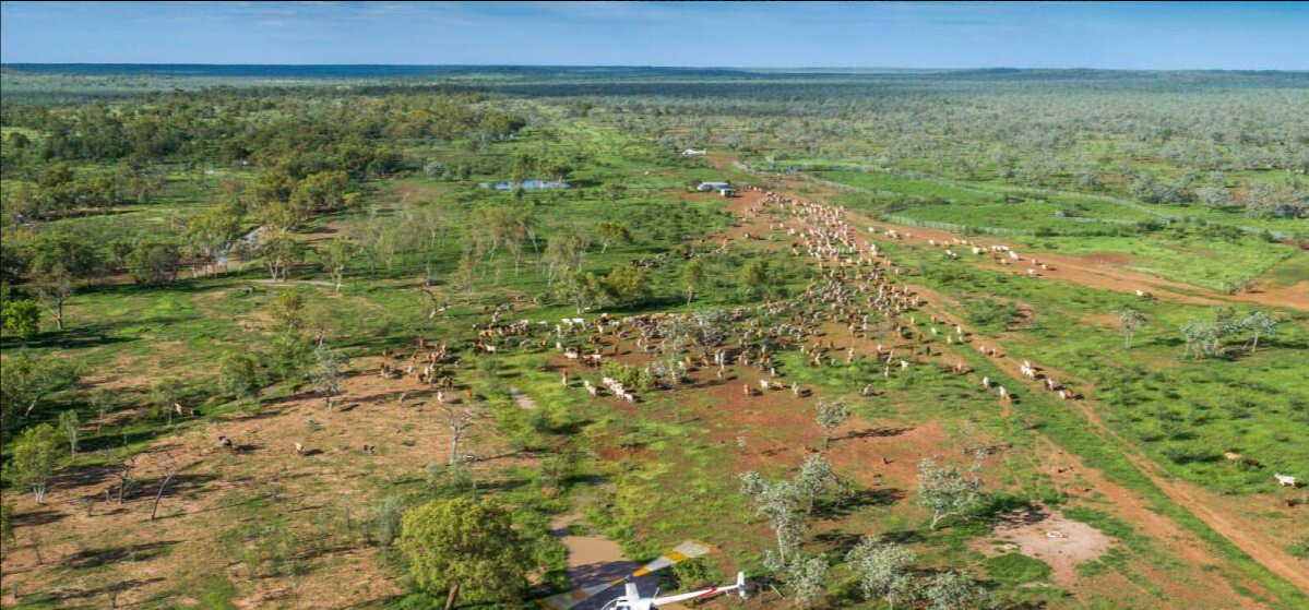 Cattle Station For Sale Northern Territory