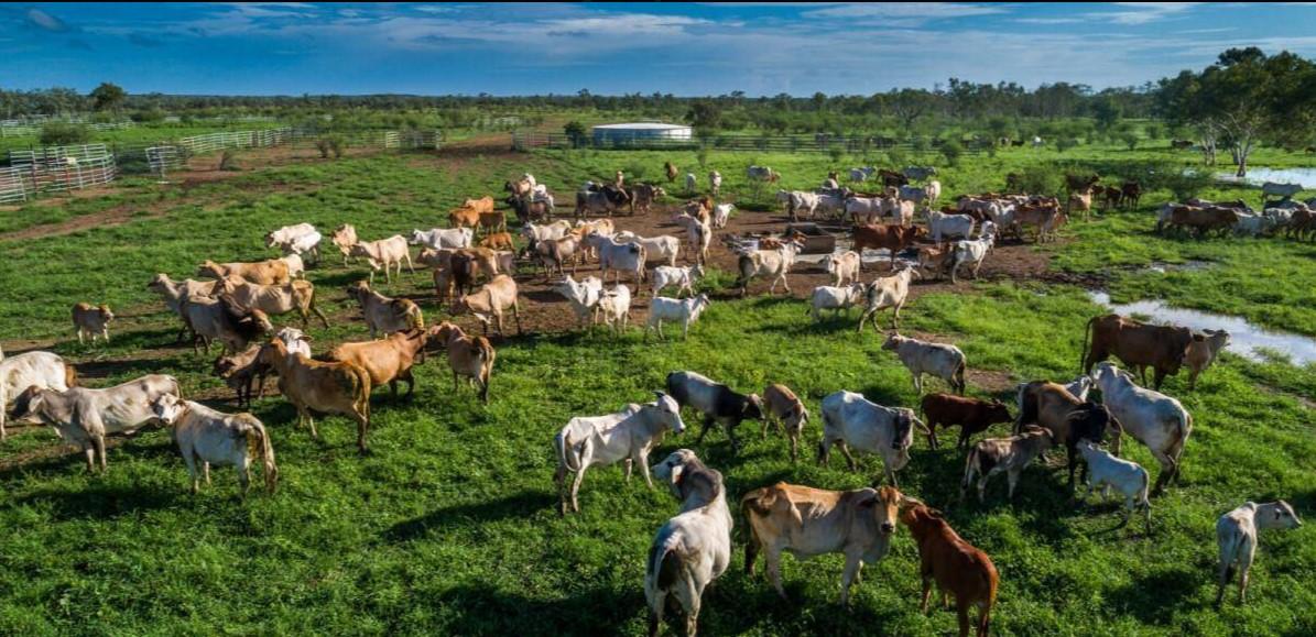 Cattle Station For Sale Northern Territory