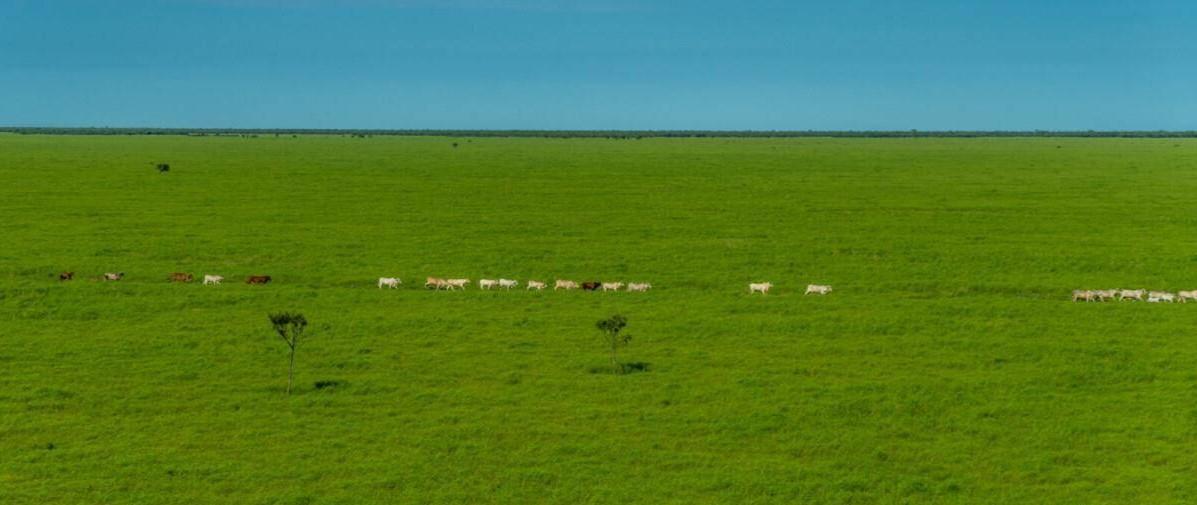 Cattle Station For Sale Northern Territory