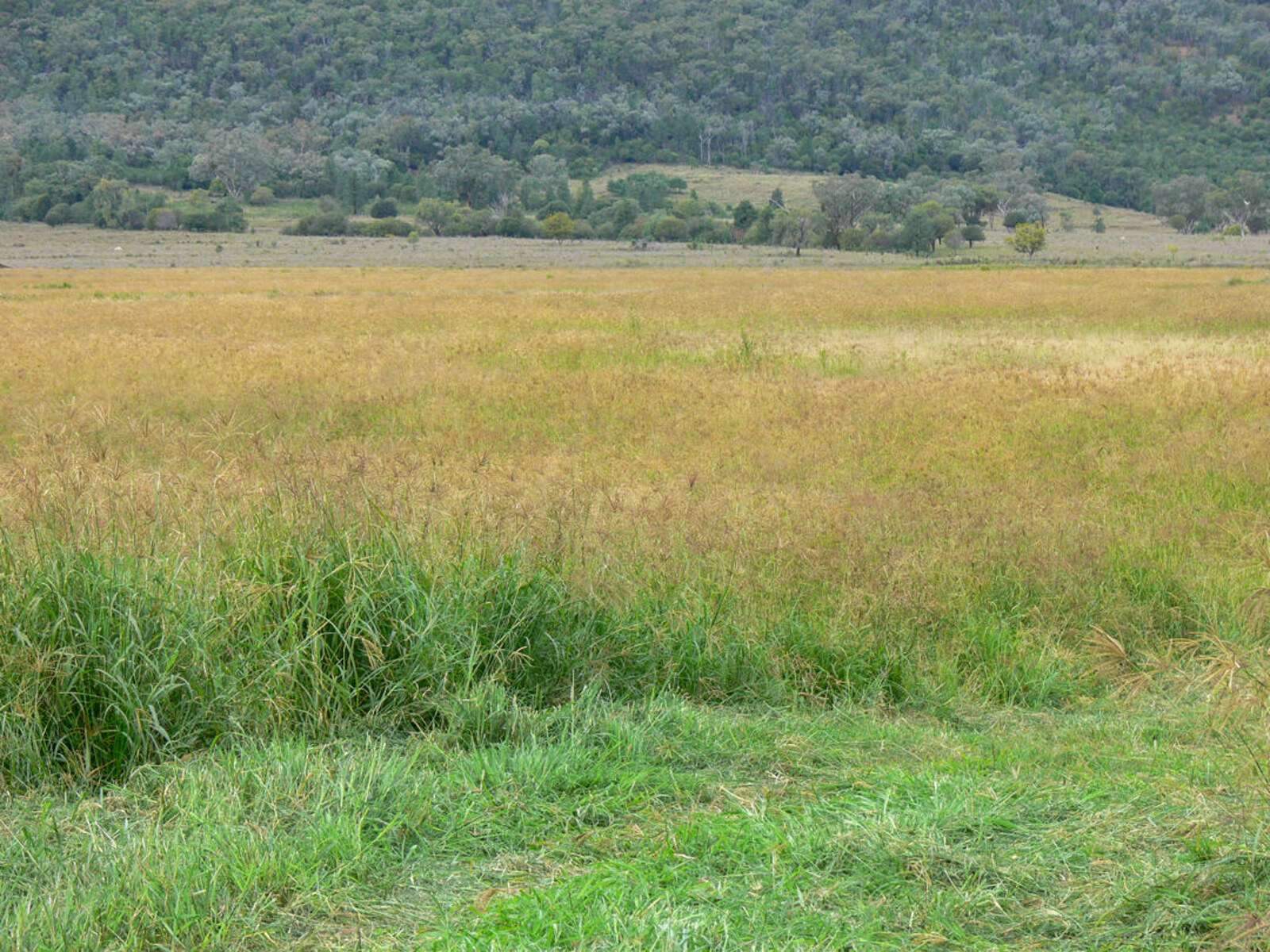 Cattle Property For Sale NSW