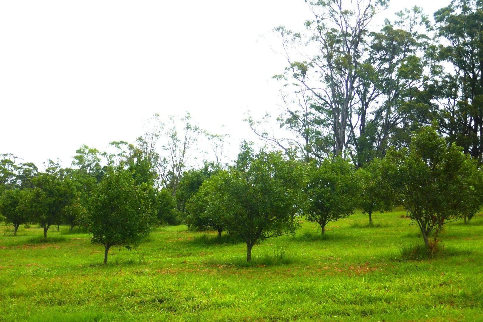 Farms For Sale Byron Bay