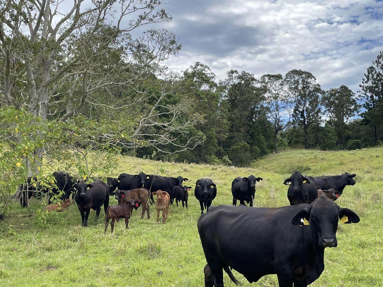 Farms For Sale Byron Bay