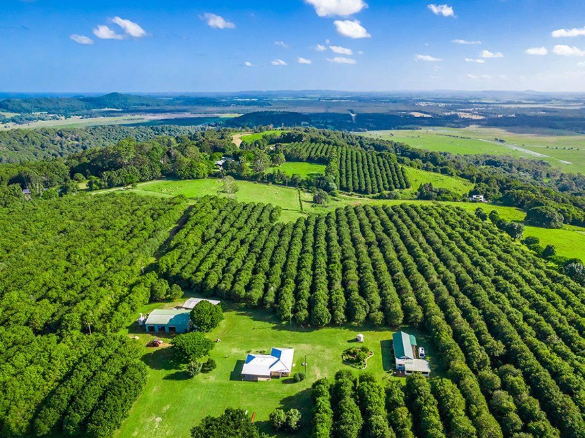Macadamia Farms For Sale Forecast Growth Opportunities