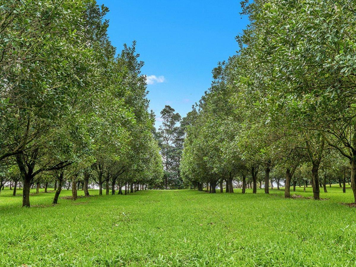 Macadamia Farms For Sale Forecast Growth Opportunities