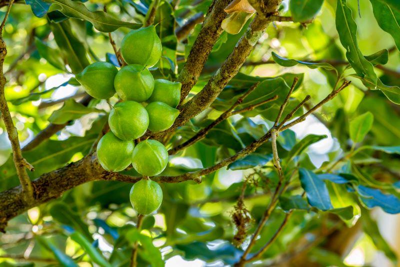 Macadamia Farms For Sale