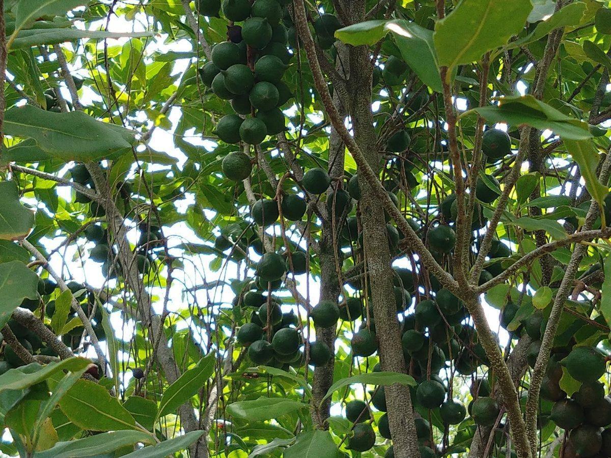 Macadamia Farms For Sale: Forecast Growth Opportunities