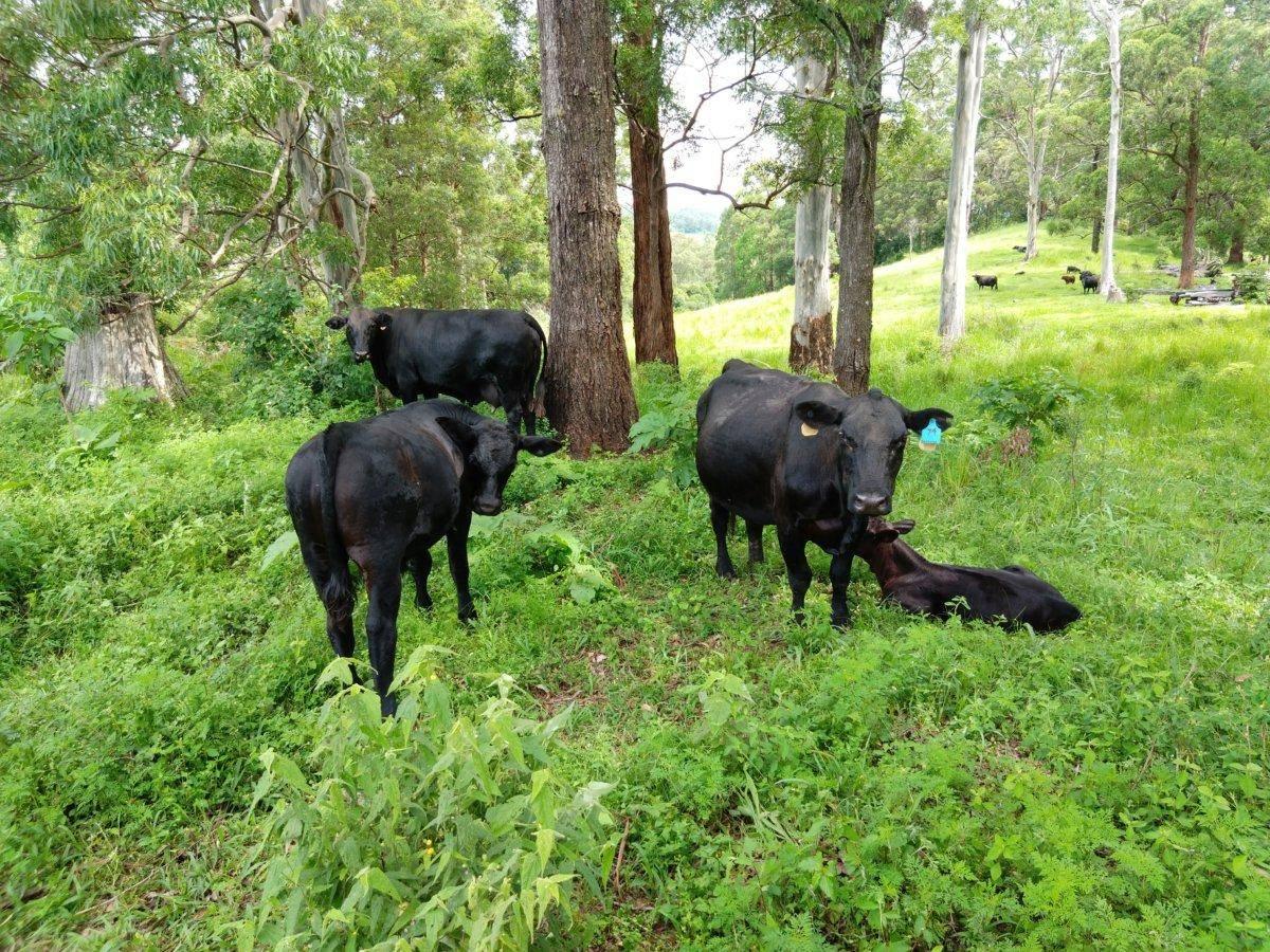 Macadamia Farms For Sale Forecast Growth Opportunities