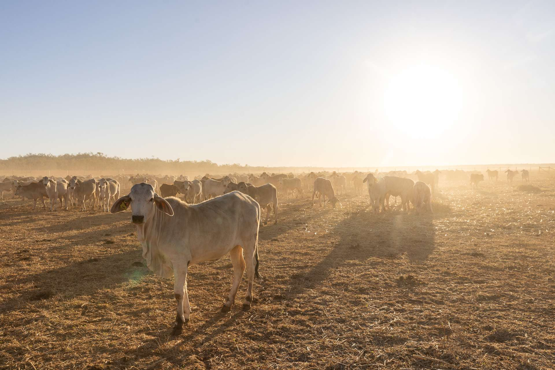 mixed farm for sale Northern Territory