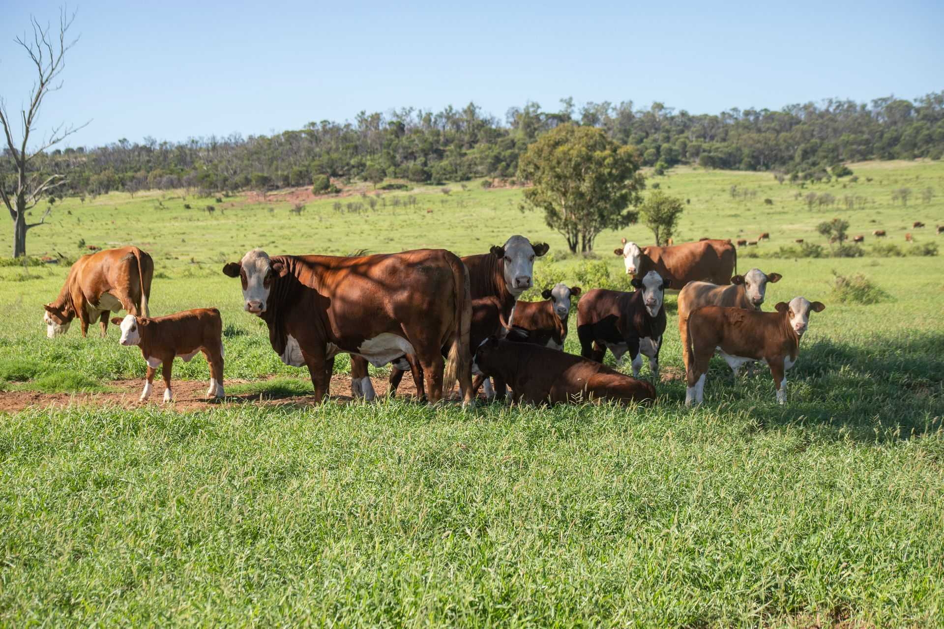 rural property for sale QLD