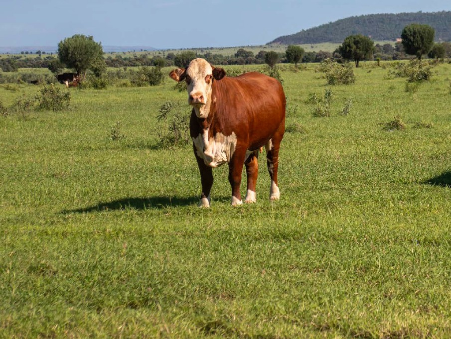 rural property for sale QLD