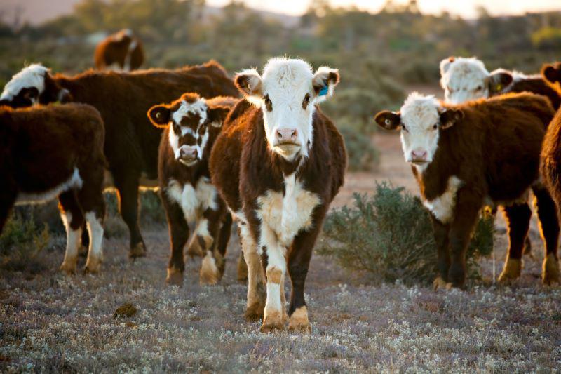 Cattle for sale Australia