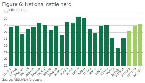 cattle for sale australia