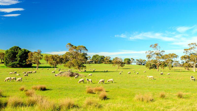 sheep sales australia