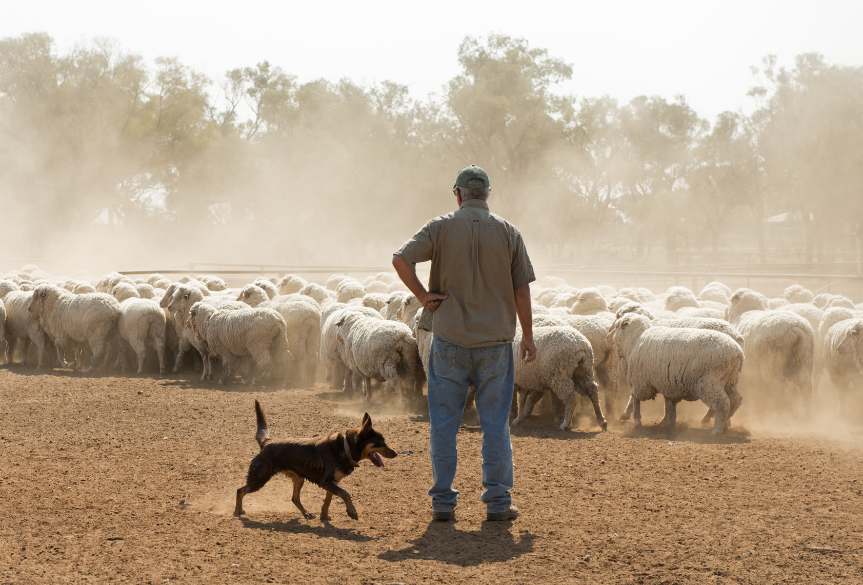 sheep sales australia