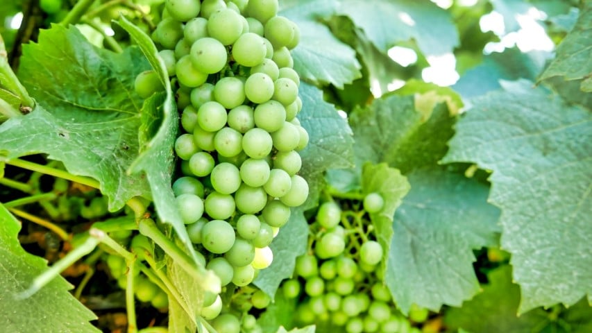 Vineyards For Sale