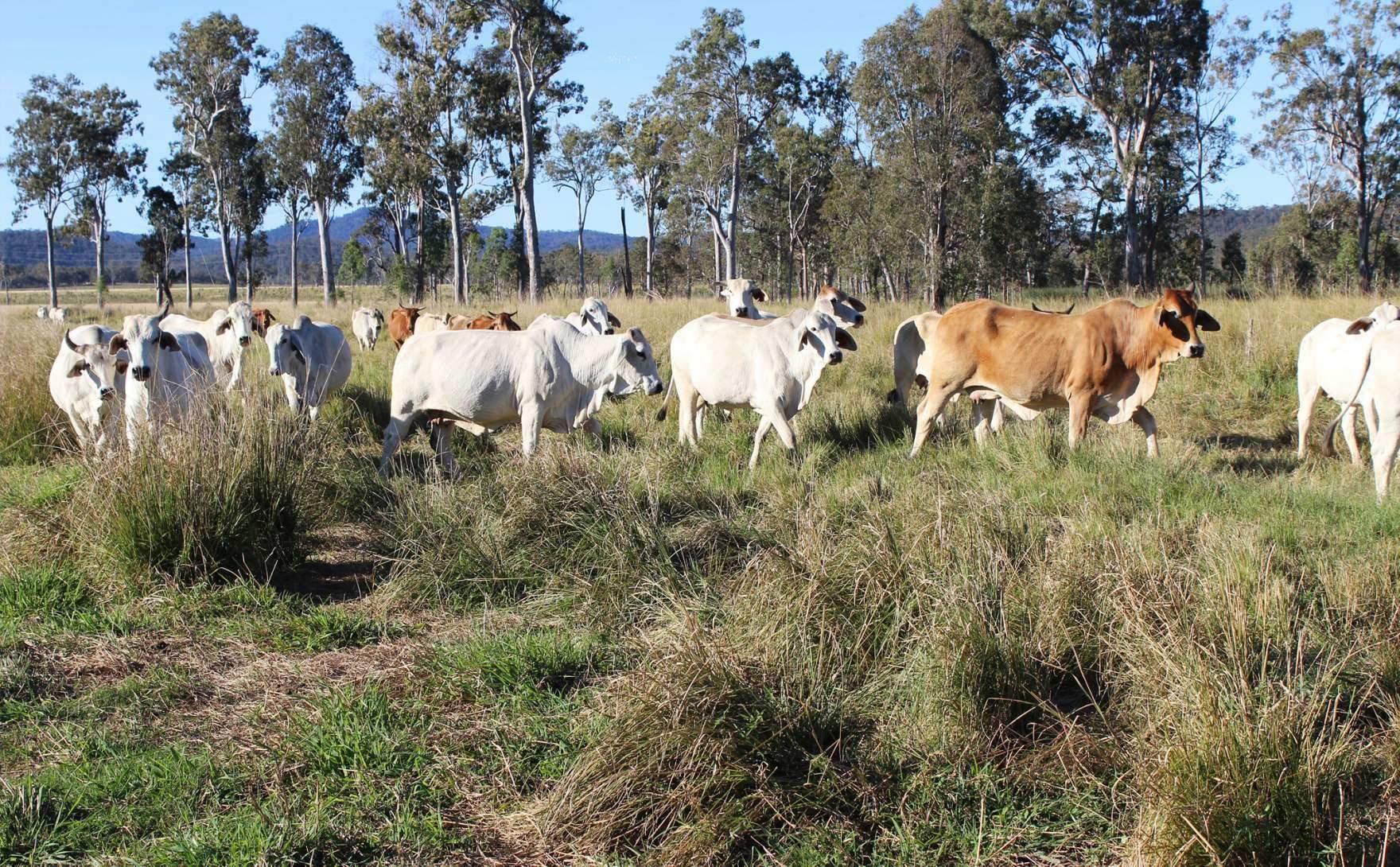 rural property for sale QLD