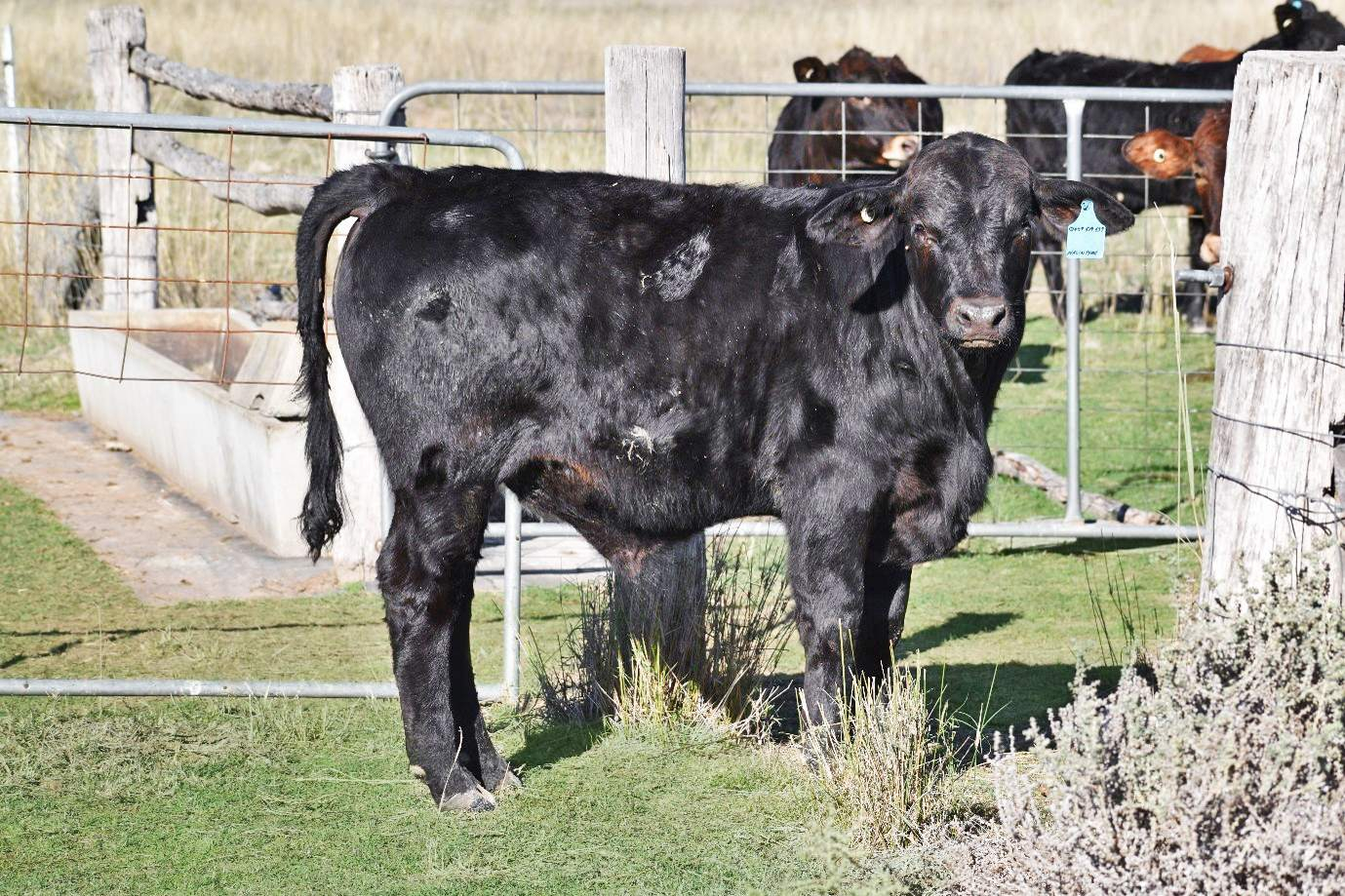 farm for sale South East QLD
