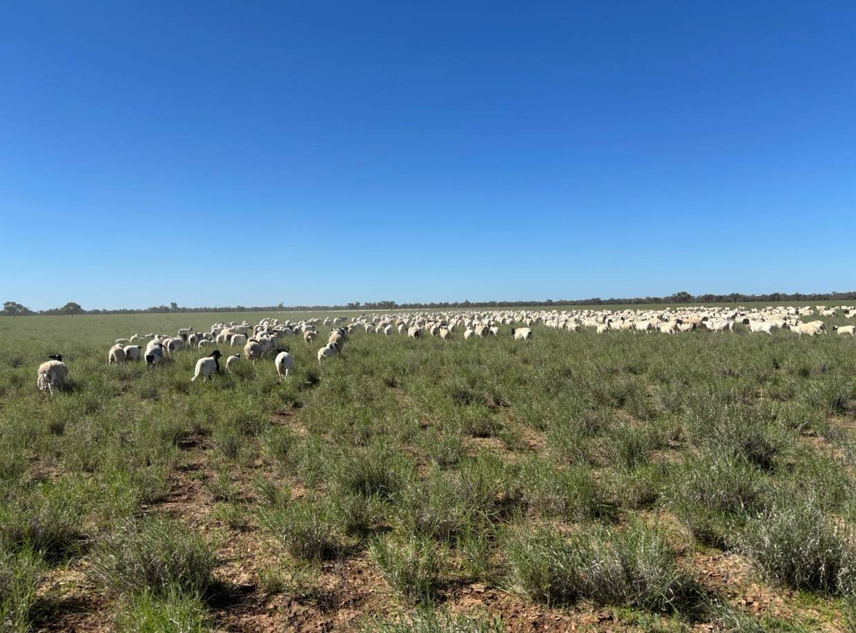 cattle property for sale QLD