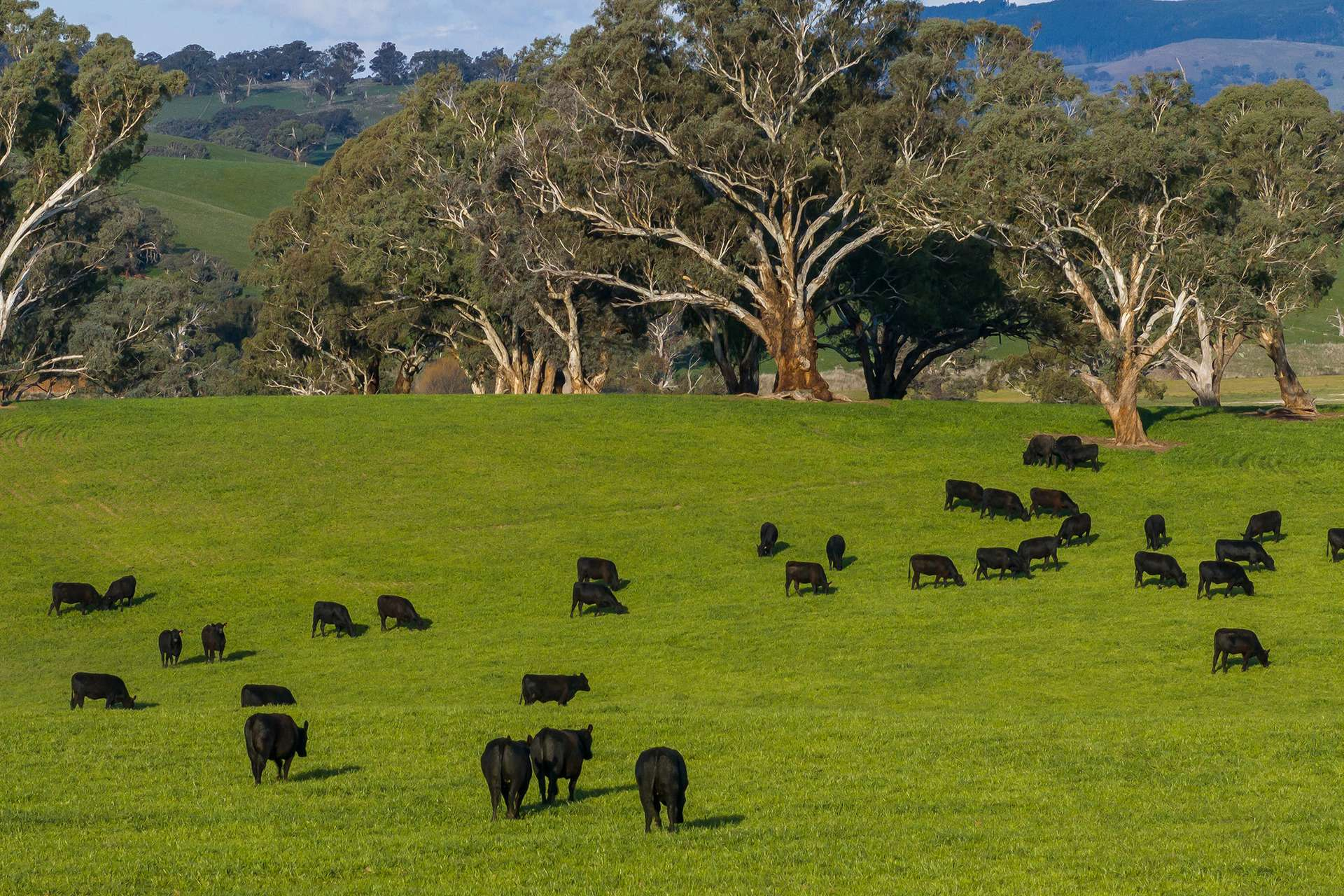 farm for sale NSW