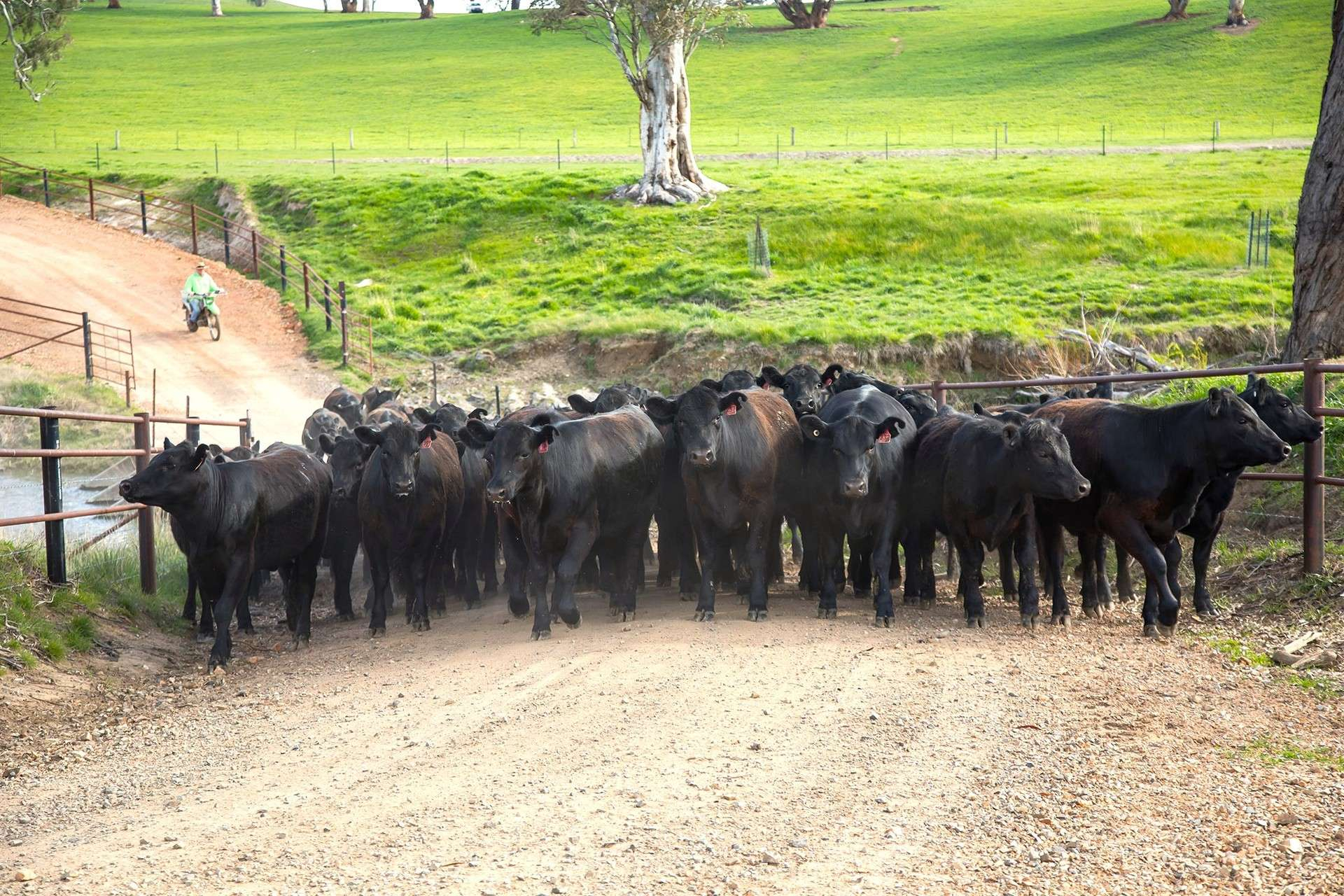 farm for sale NSW