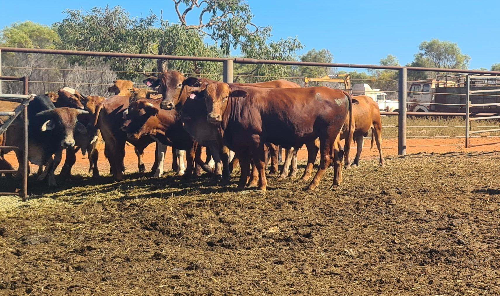 cattle station for sale WA