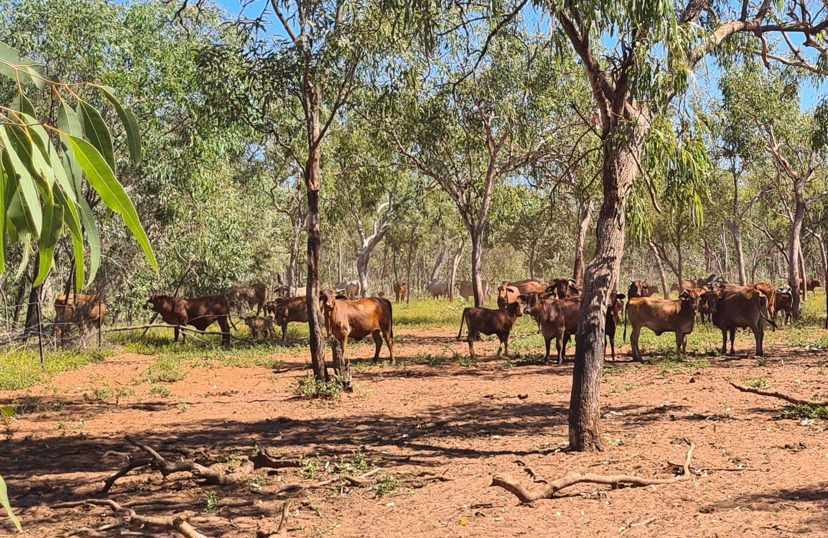 cattle station for sale WA
