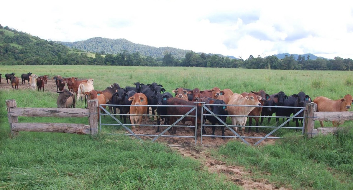 cattle stations for sale