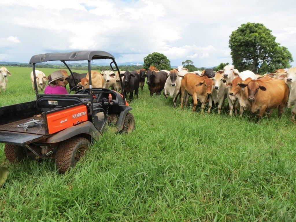 Cattle Stations For Sale QLD