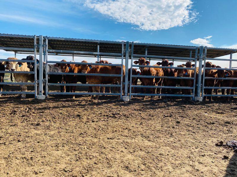 Cattle Stations For Sale QLD