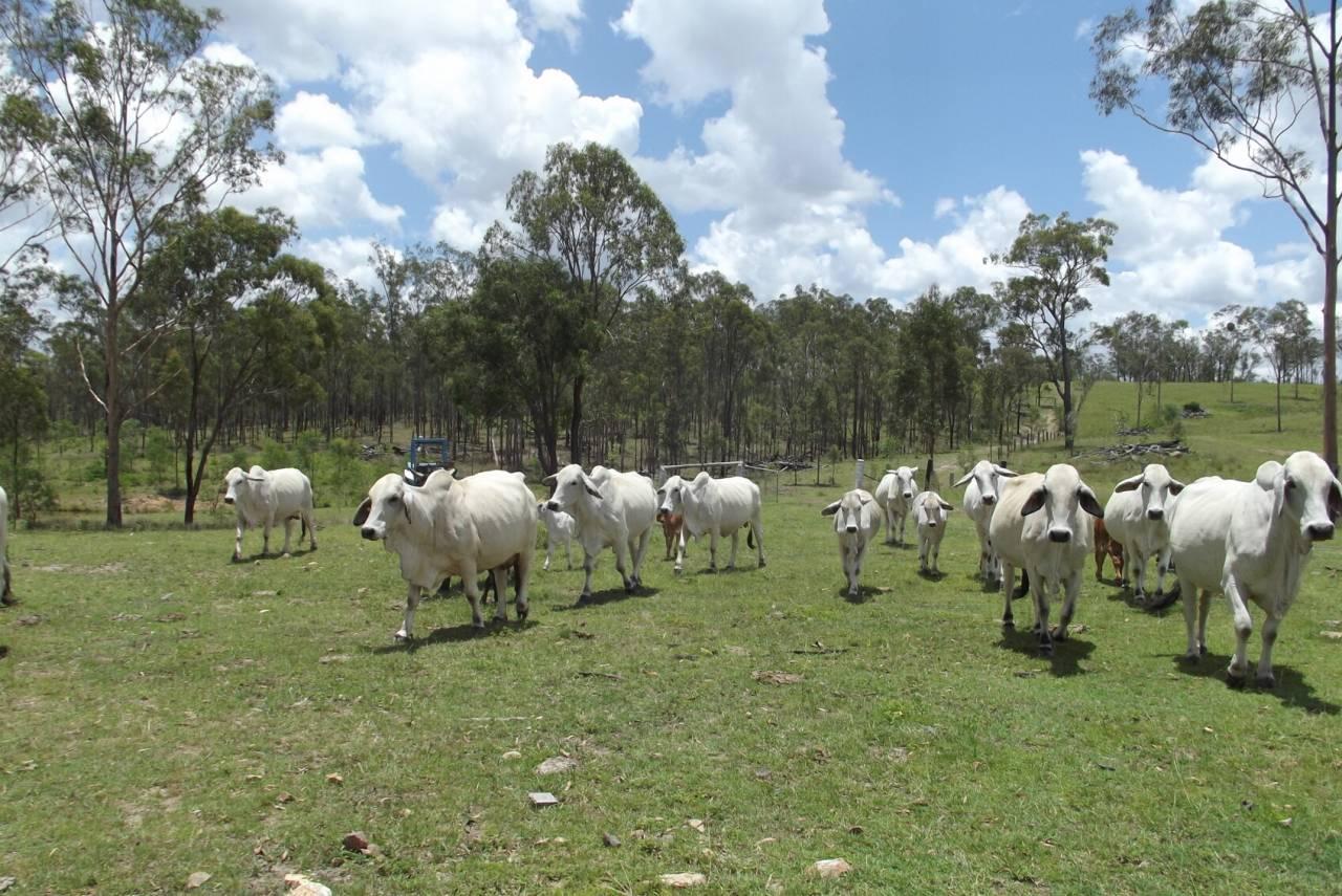 Cattle Stations For Sale QLD